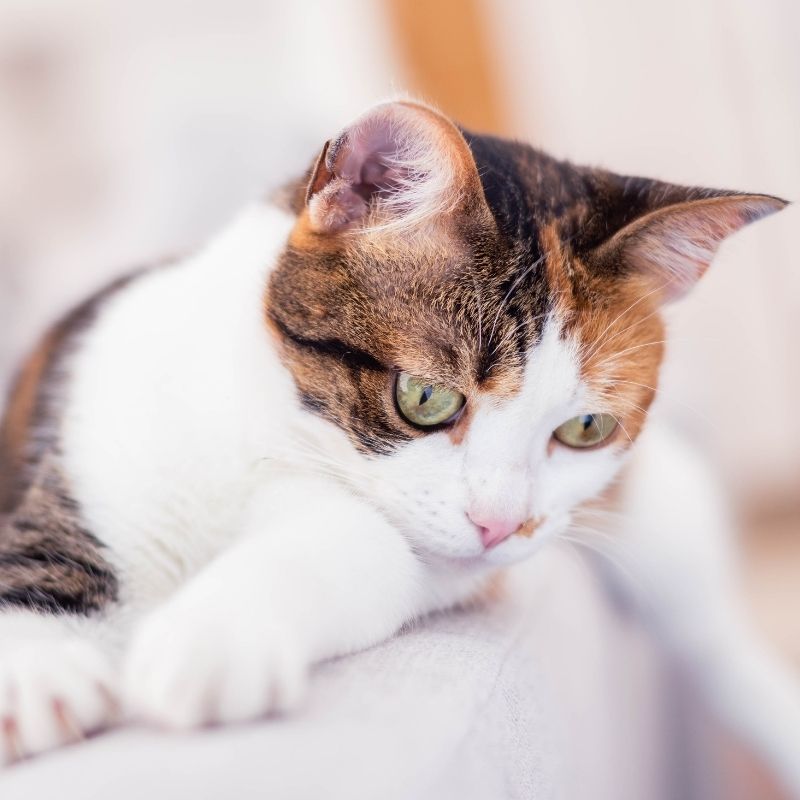 Calico cat green eyes