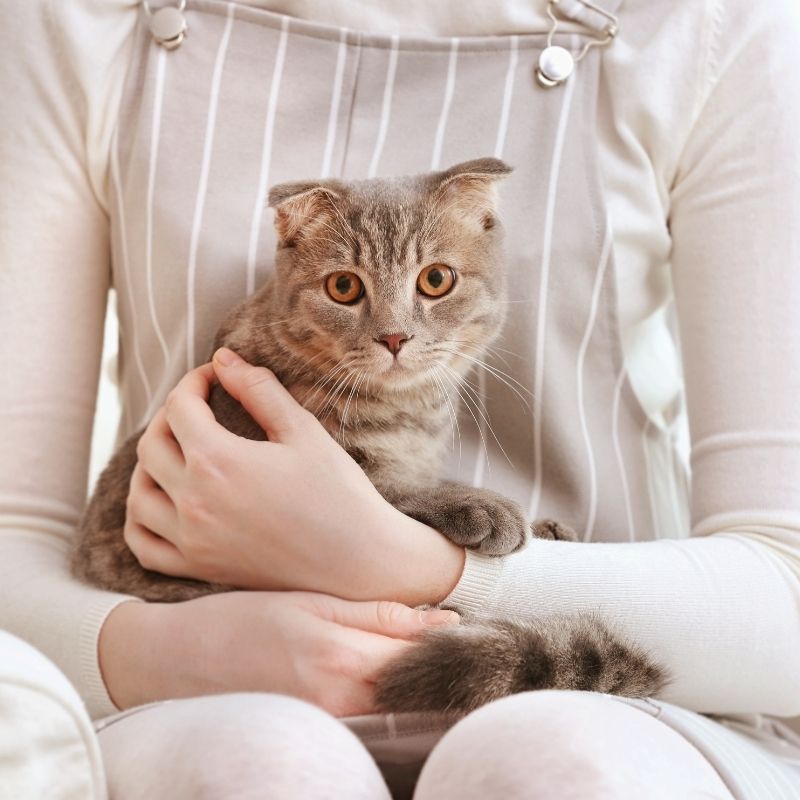 Cat held by person