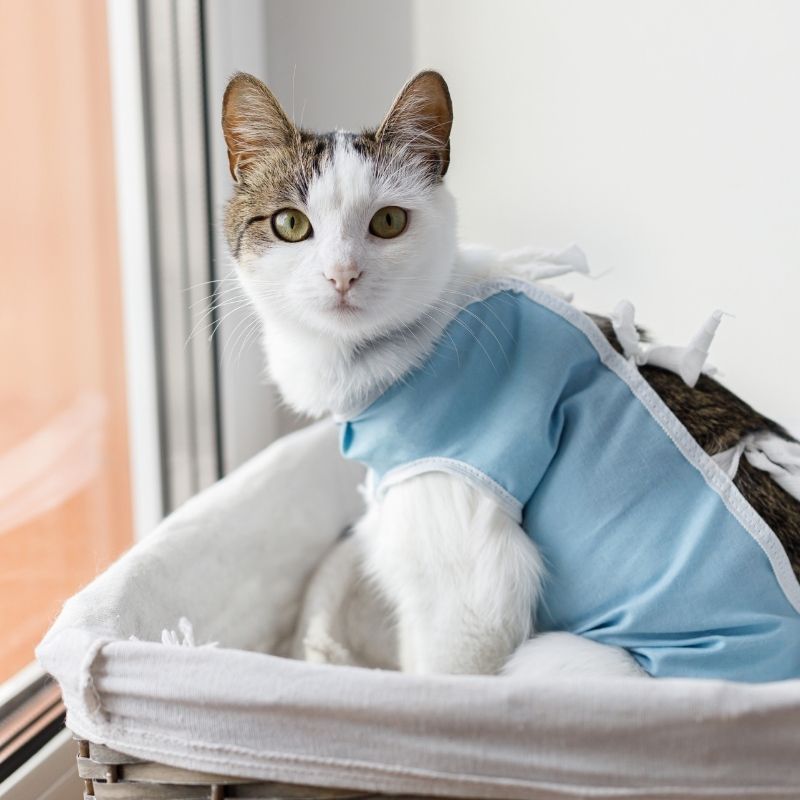 Cat in surgical recovery suit