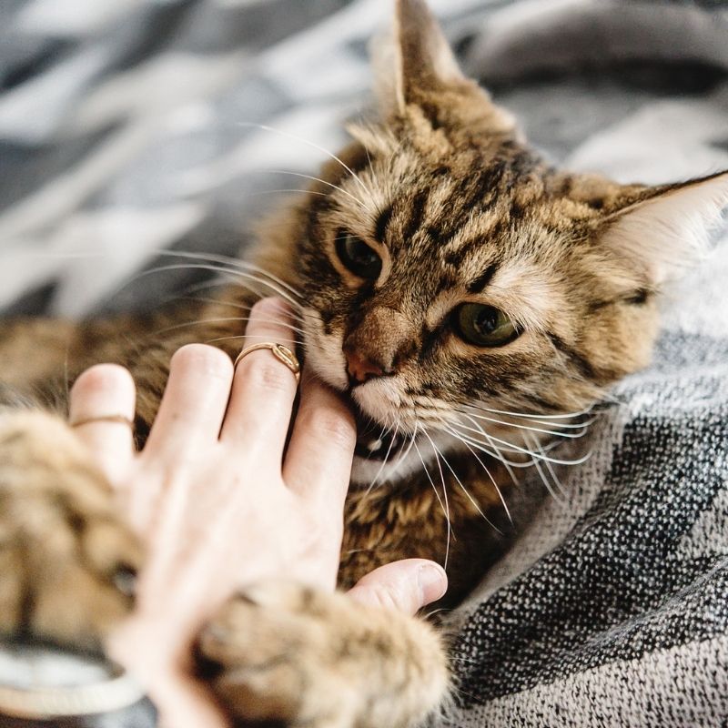 Cat playfully biting human finger