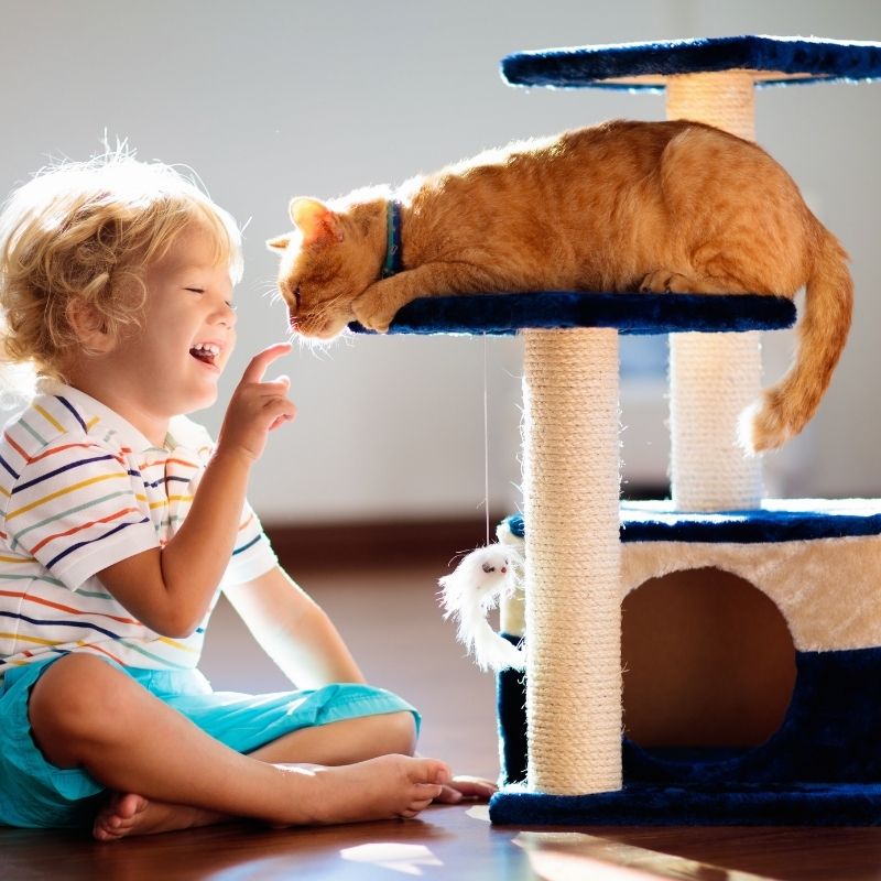 Child and cat interacting