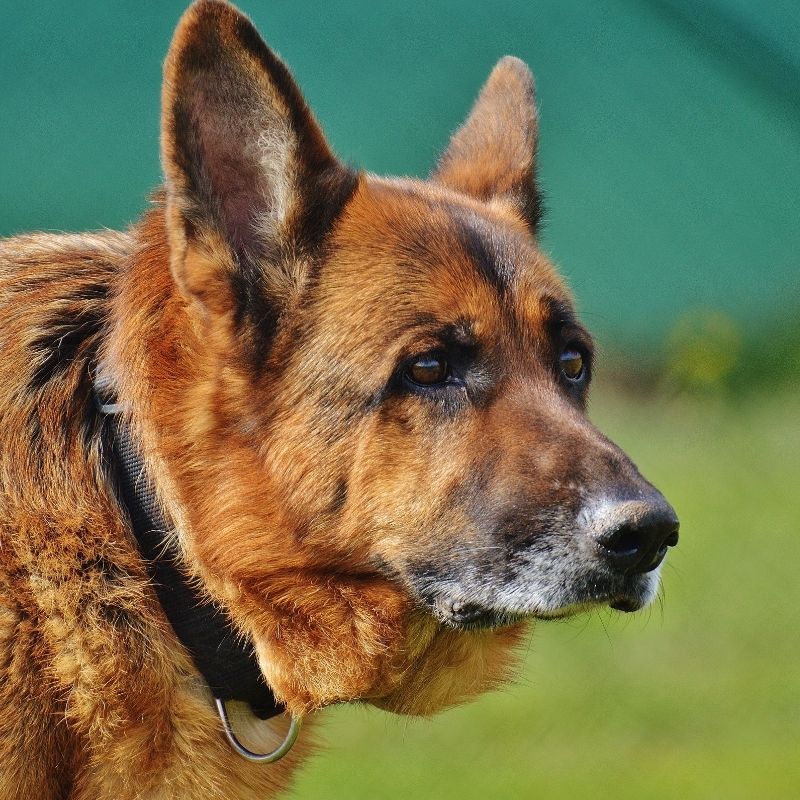Close-up German Shepherd head