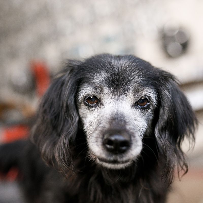 Close-up, old black dog