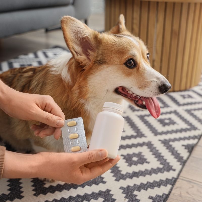 Corgi, hands, medicine, wellness