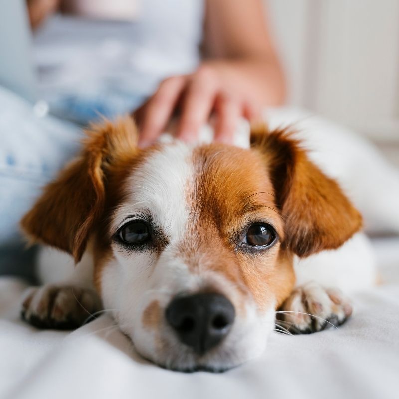 Cute dog being petted