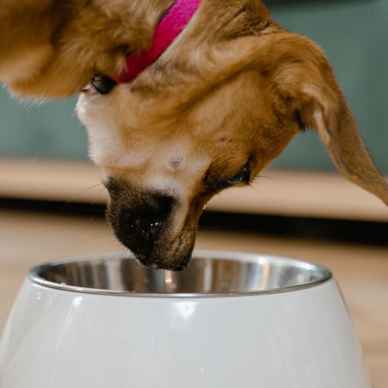 Dog drinking from bowl