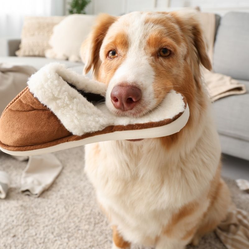 Dog holding brown slipper