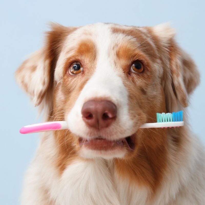 Dog holding pink toothbrush