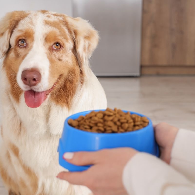 Dog looking at food bowl
