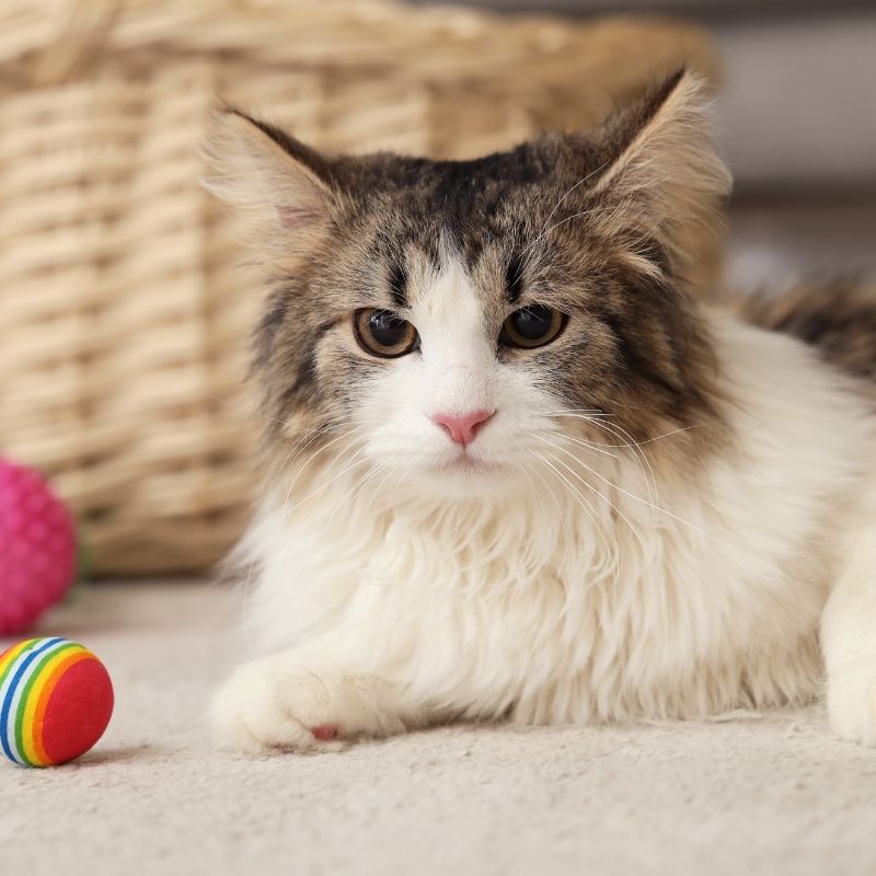 Fluffy cat, toy balls