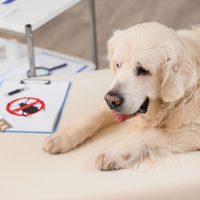 Golden Retriever at vet clinic