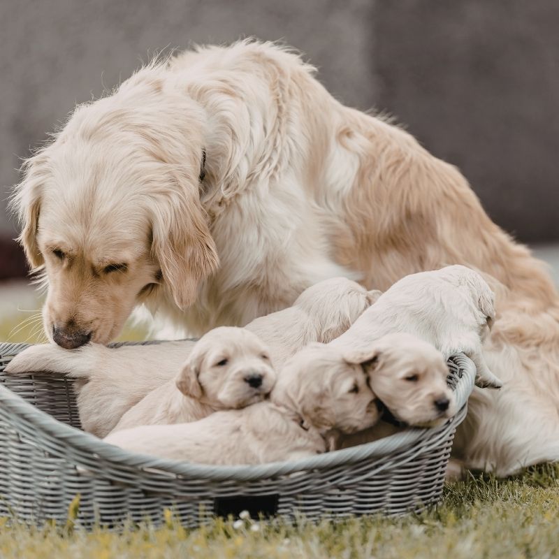 Golden Retriever with puppies basket