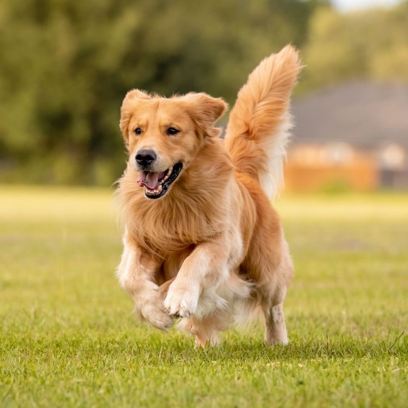 Golden retriever running on grass.