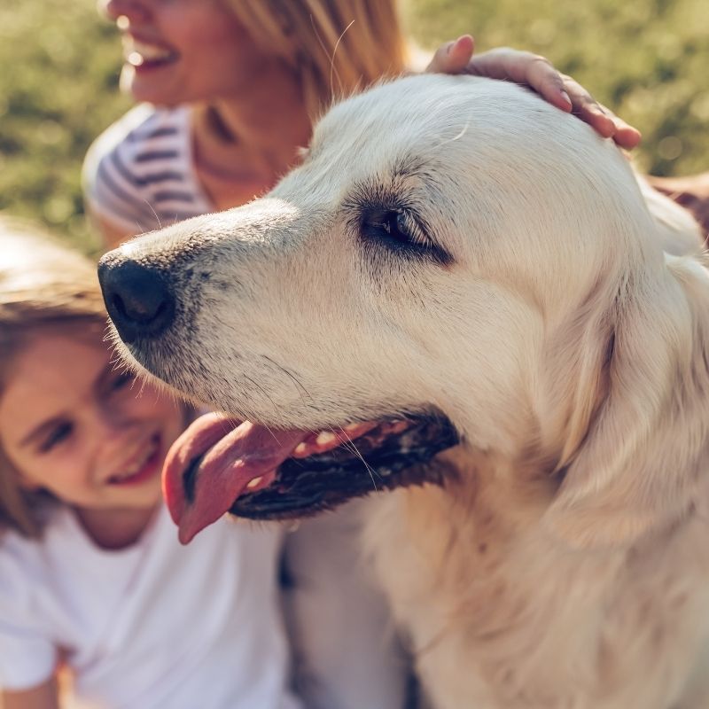 Golden retriever, woman, girl