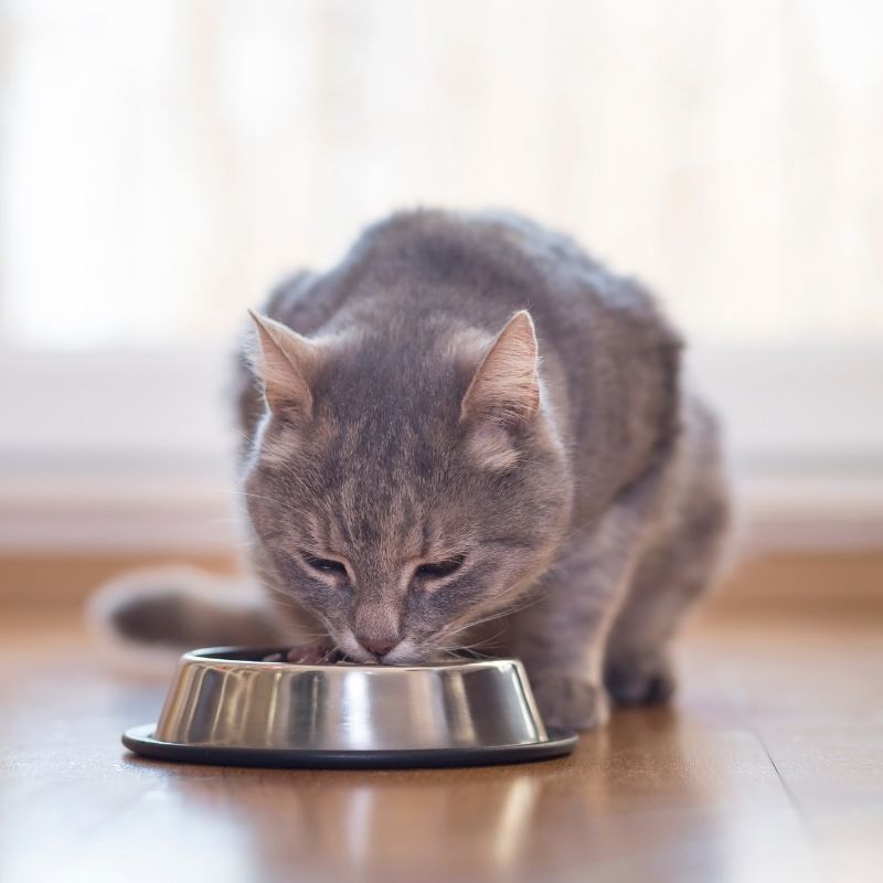 Grey cat eating food