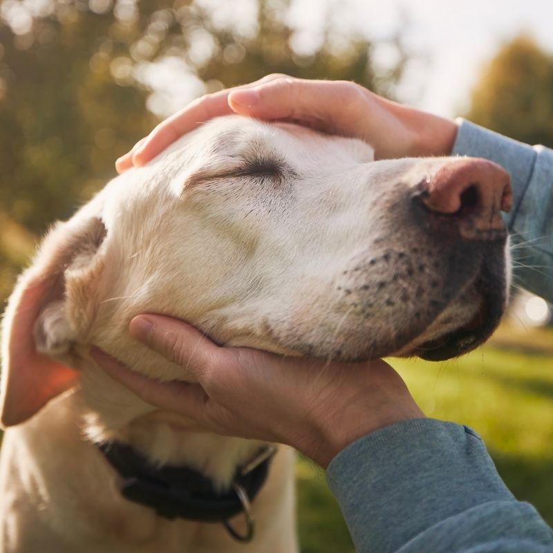 Hands gently petting white dog