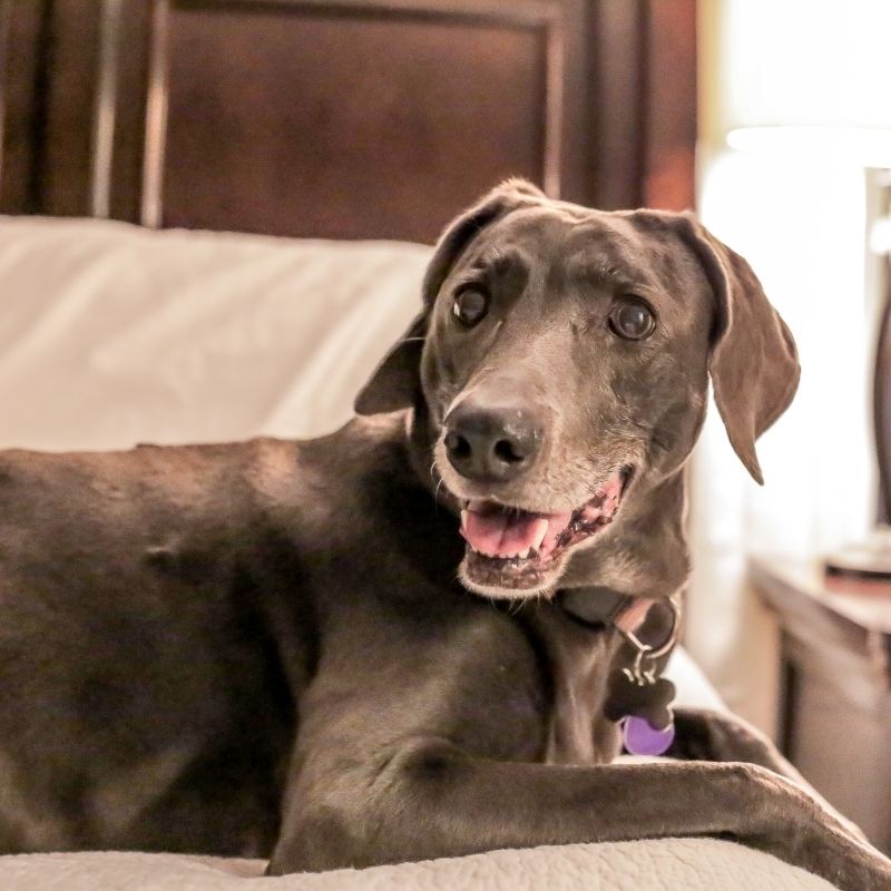 Happy dark gray dog.