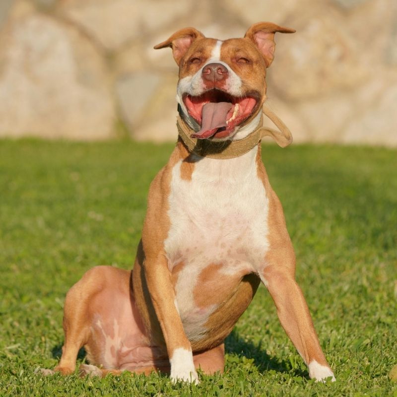 Happy pitbull in grass
