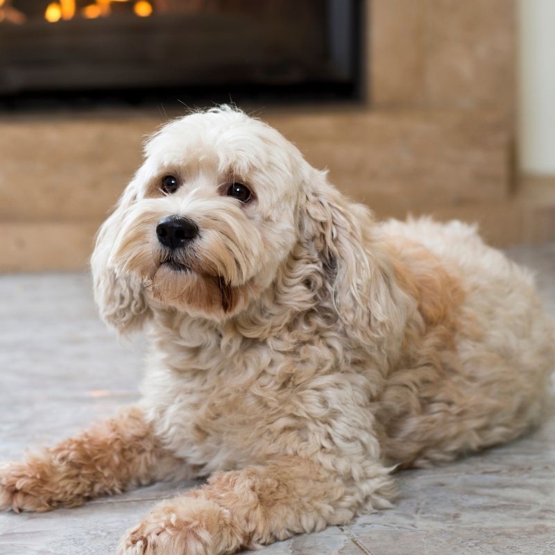 Light brown dog relaxing indoors