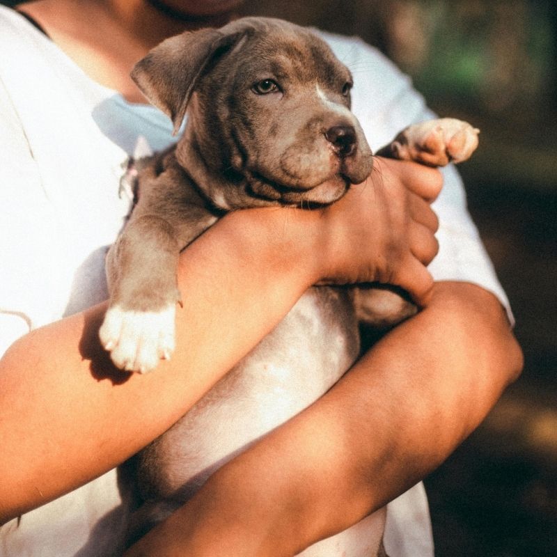 Person holding small puppy