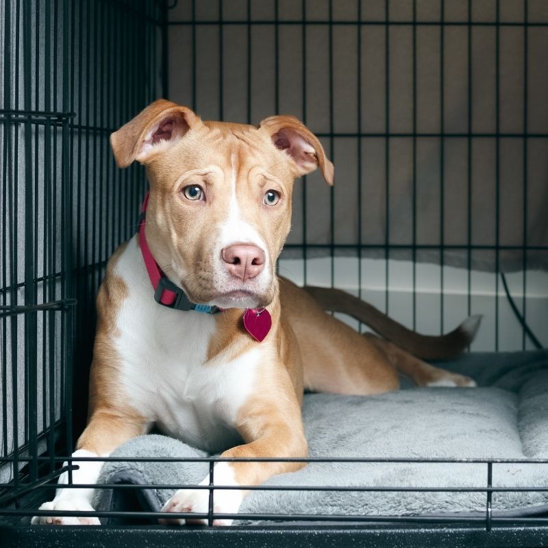 Puppy in metal crate