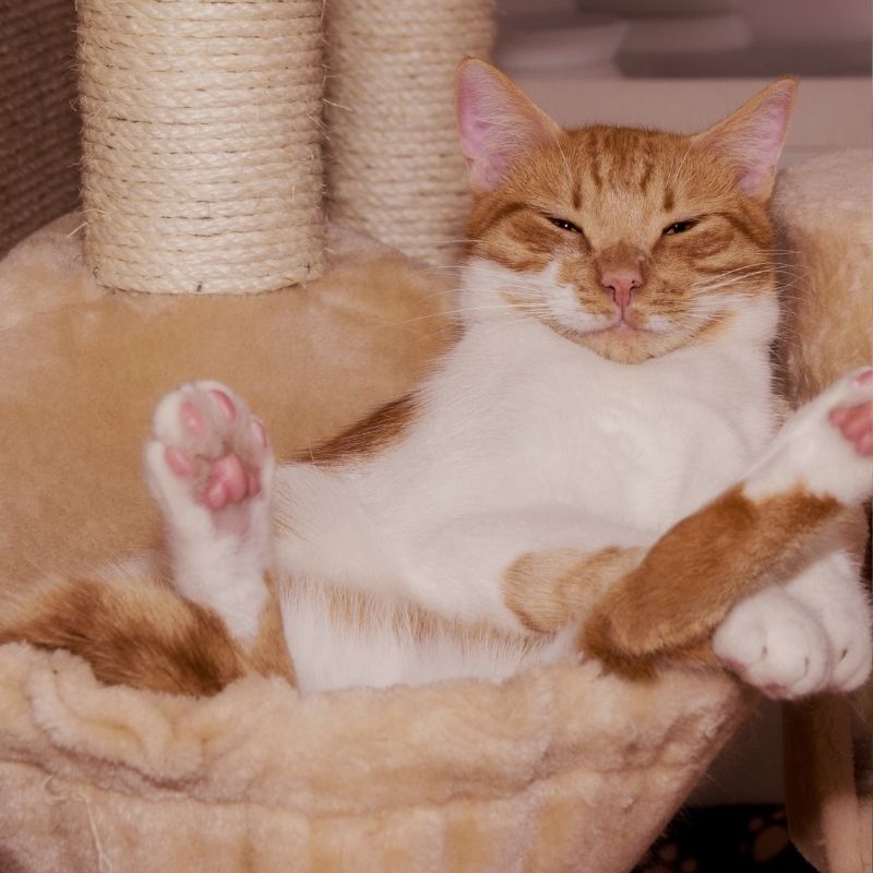 Relaxed orange and white cat