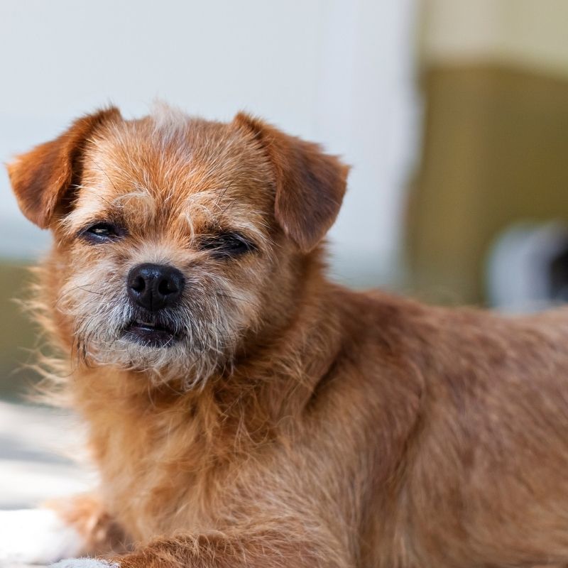 Shaggy terrier dog squinting camera