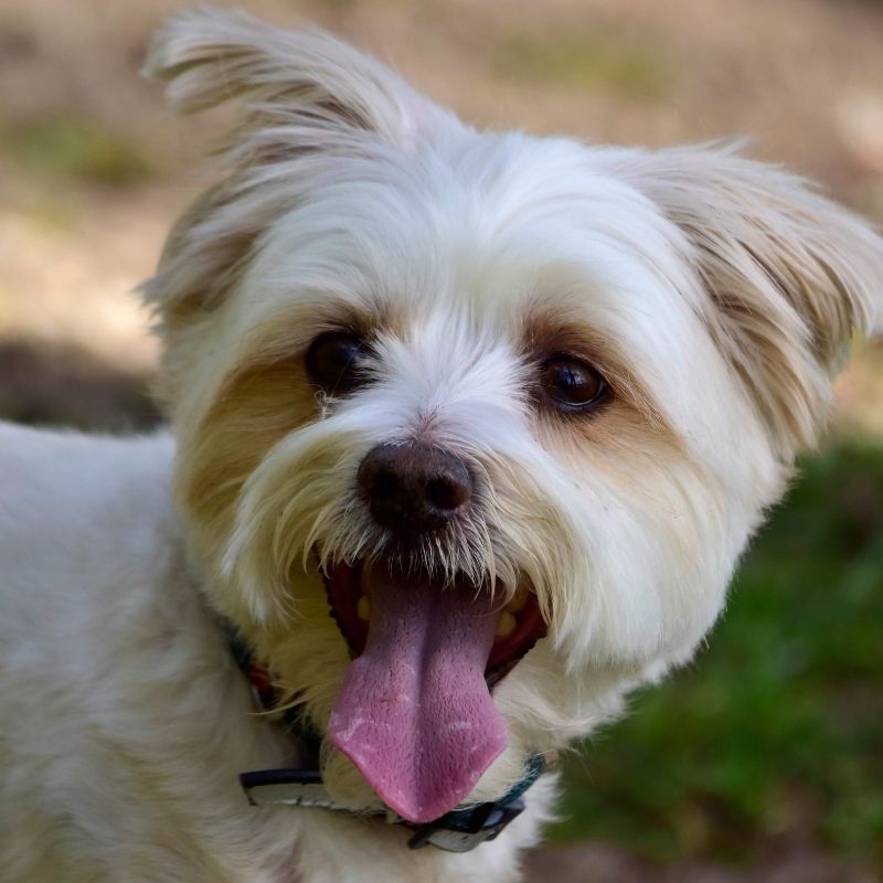Small, happy dog panting.