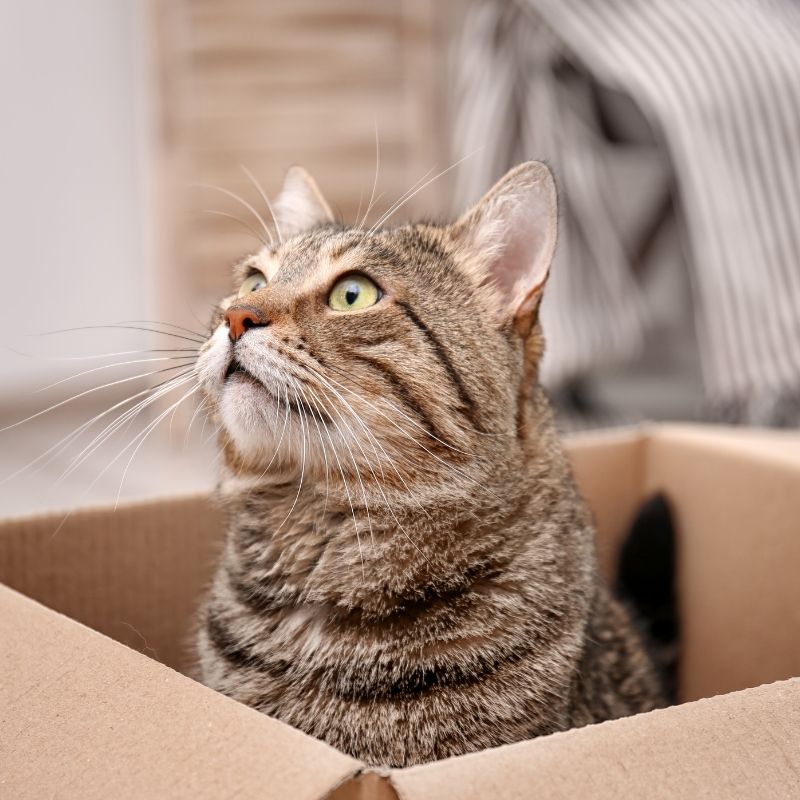 Tabby cat in box