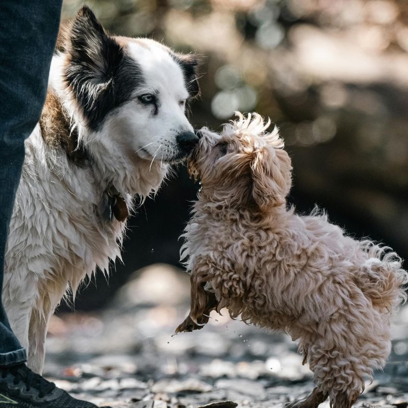 Two muddy dogs interacting.