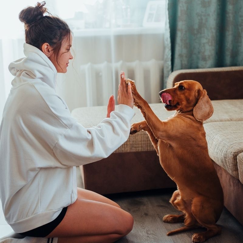 Woman training dog high-five