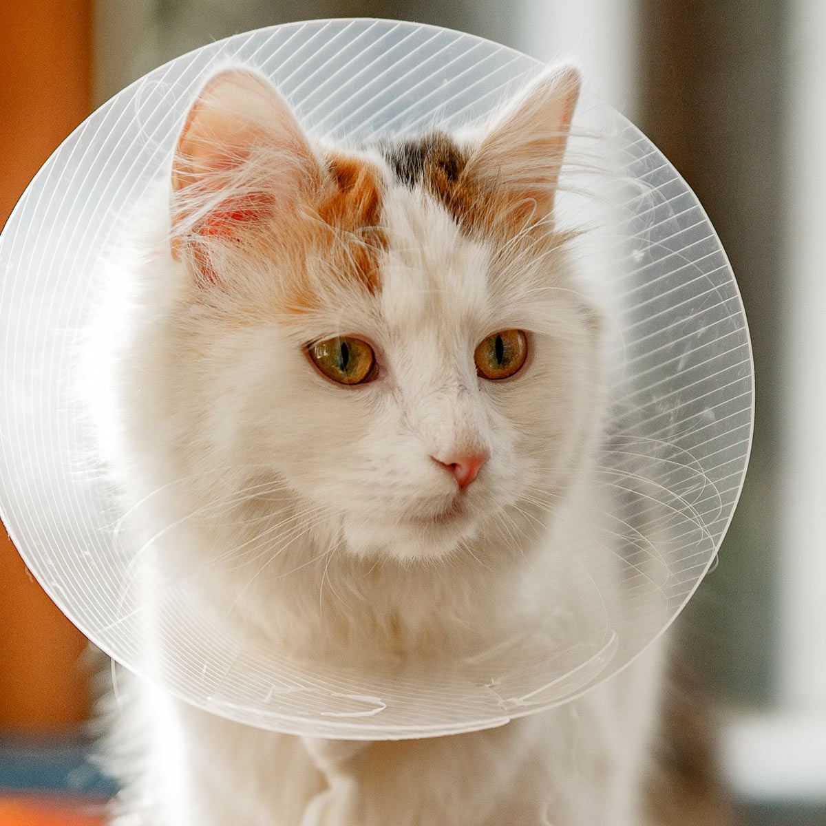 cat wearing post surgery cone