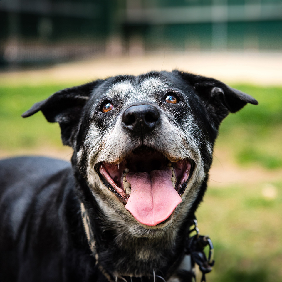graying dog laying in grass