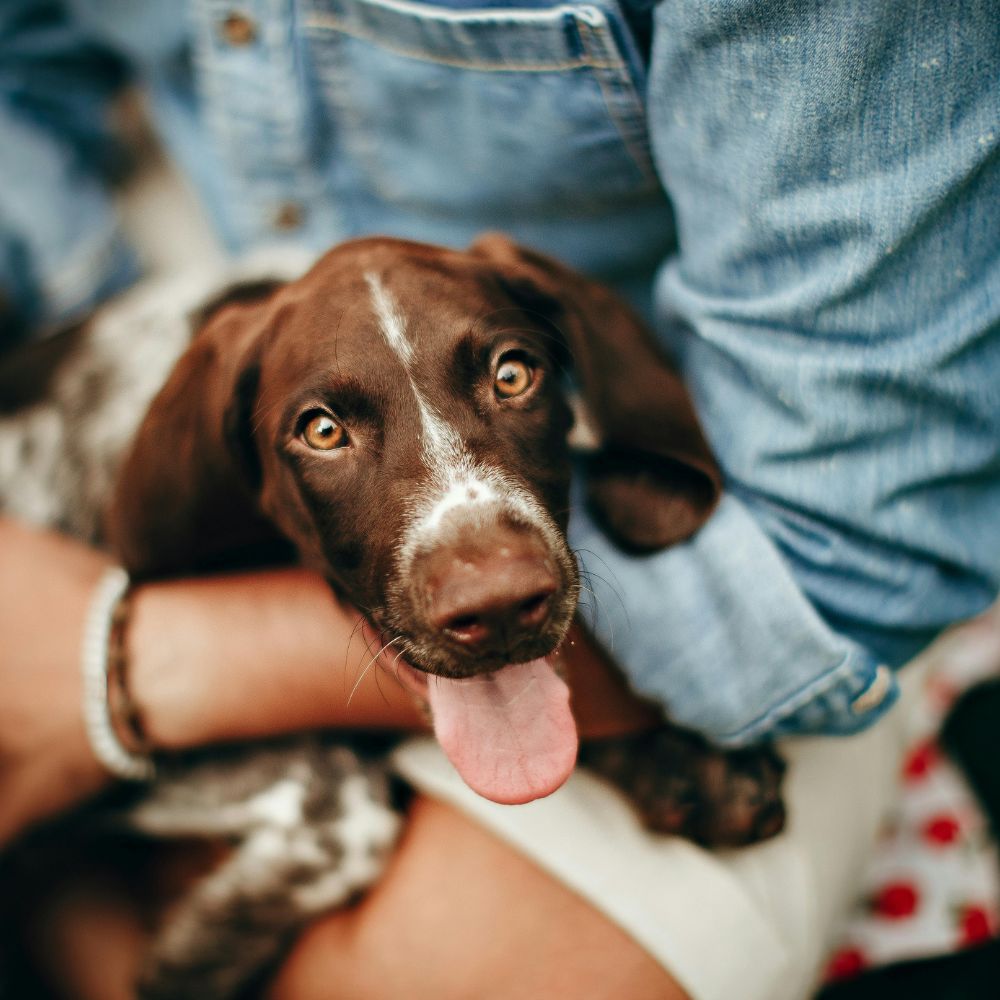 playful brown and white puppy with a spotted coat sits in a person's arms