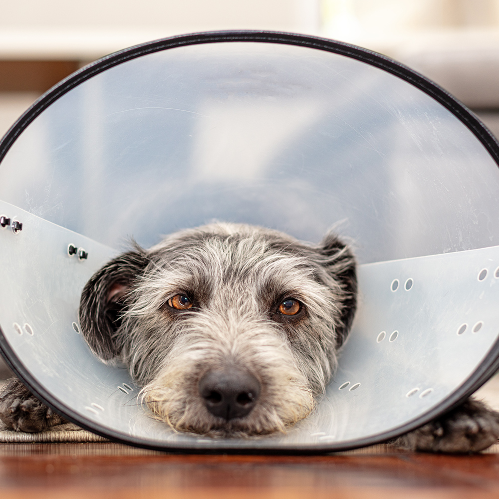dog relaxing wearing cone