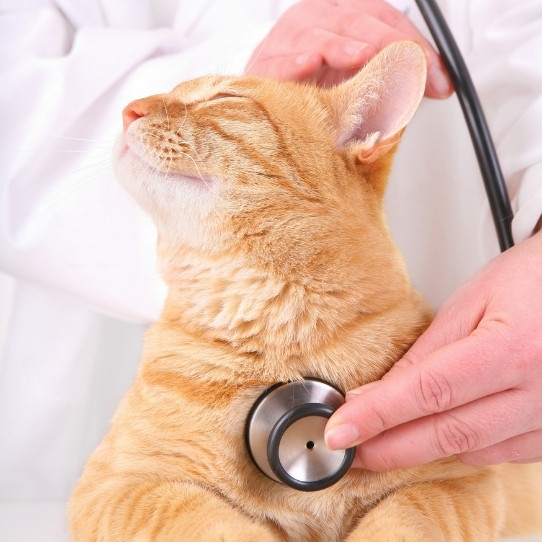 a veterinarian examines a cat